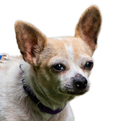 Chihuahua Mix Close-Up on White Background