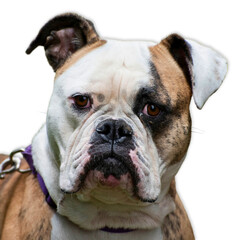 English Bulldog with Wrinkled Face on White Background