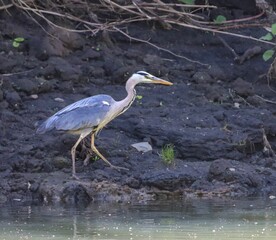 Heron by the Water's Edge