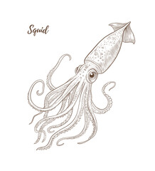 Vector squid line art illustration, graphic sea food, style of old engraving, vintage, realistic Fish. squid. Great for menu designs, Ideal for menus, food branding, packaging and summer designs