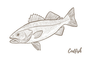 Vector codfish line art illustration, graphic sea food, style of old engraving, vintage, realistic Fish. Cod. Great for menu designs, Ideal for menus, food branding, packaging and summer designs