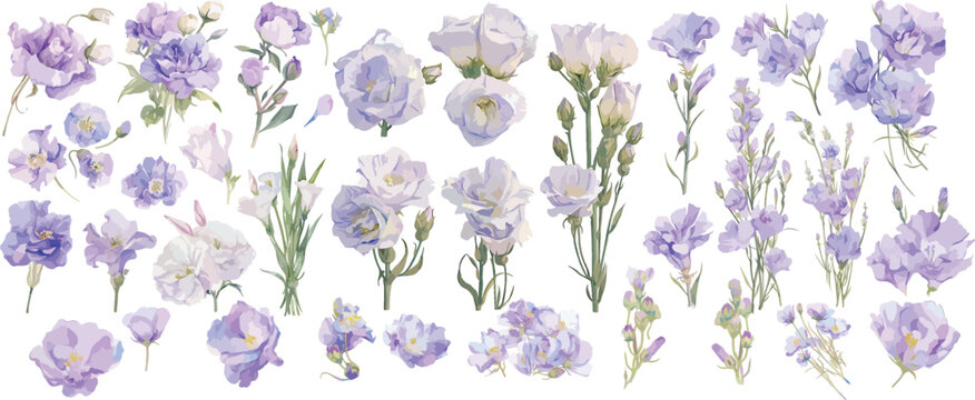 lisianthus watercolor clipart 