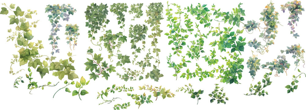 vine watercolor clipart 