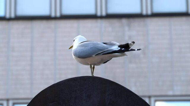 Seagull on a roof