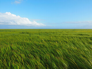 Fototapeta premium Sky