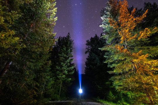 night in the forest