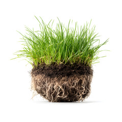 A grass tuft with soil and roots, isolated on a white background, soft focus