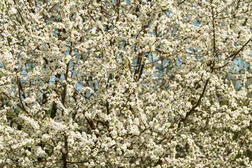 White spring flowers on a blooming tree branch with small blossoms and vibrant blue sky. Nature background for seasonal design.
