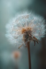 Close - up of a dandelion seed head, emphasizing its delicate, white, feathery seeds.