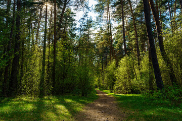 Forest path winding through green trees. Sunlit park landscape. Outdoor escape and natural scenery for relaxation.