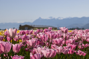 Fototapeta premium pink tulips field