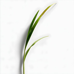 Fototapeta premium A single grass blade with a slight bend, isolated on a transparent background, natural shadows