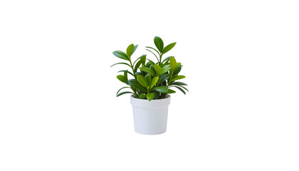 Small Green Plant in White Pot on Transparent Background