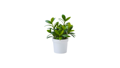 Small Green Plant in White Pot on Transparent Background