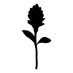 Striking Silhouette of a Curcuma Flower with Elaborate Bloom and Leaves