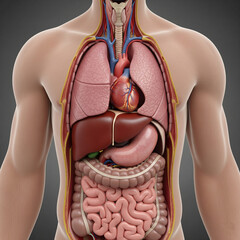human body anatomy