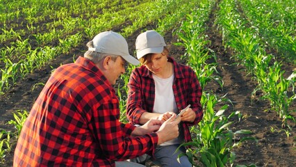 Smiling woman agronomist and man farmer work as team use tablet at corn field. Two agricultural worker analyzing maize seedling organic harvest cultivation natural production shaking hands plantation