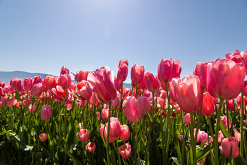 Obraz premium field of tulips