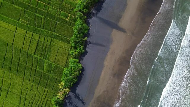 Aerial view of Pasut Beach, Bali, where strong waves crash on black sand, framed by lush green rice fields in soft morning light. Perfect for peaceful travel and nature visuals.