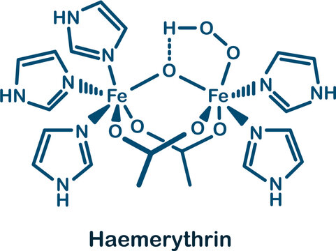 Chemical structure of haemerythrin