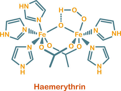 Chemical structure of haemerythrin
