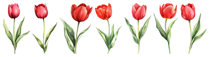 PNG Vibrant red tulip illustrations, element set on transparent background