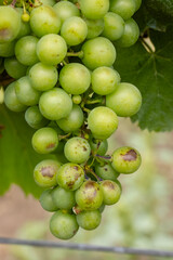 Bunch of grapes showing signs of disease hanging from the vine