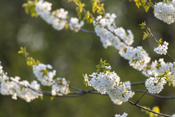 White cherry tree flowers blooming in spring