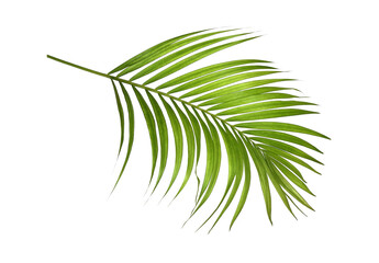 Green palm leaves on transparent background