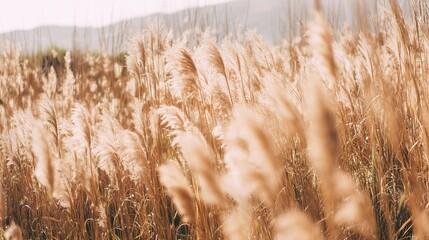 Fototapeta premium Pampas grass swaying in soft pastel hues, a dreamy boho landscape of serene natural beauty