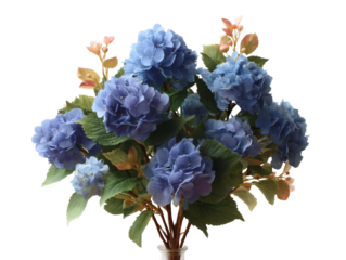 [Transparent Background PNG]A Stunning Arrangement of Light Blue Hydrangeas
