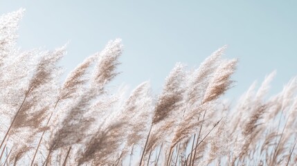 Pampas grass swaying in soft pastel hues, a dreamy boho landscape of serene natural beauty