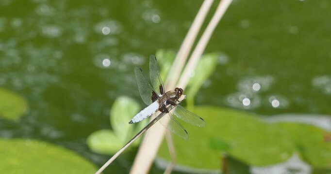 Libellula depressa - A Broad-bodied chaser. Dragonfly male on the lookout on a reed leaf above water