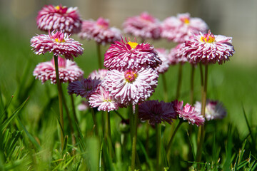 A bunch of pink daisies in a garden.