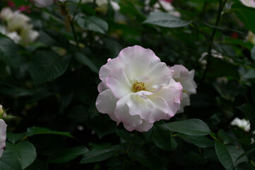 マチルダという名前のバラ