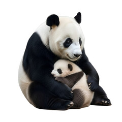 Naklejka premium panda with her baby, isolated on transparent background