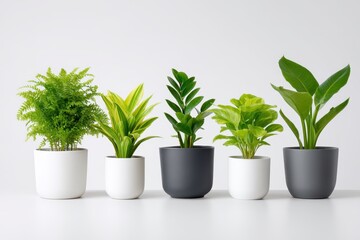 Obraz premium Assortment of potted plants arranged in a row on a bright surface showcasing greenery