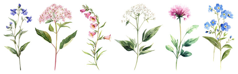 PNG Vintage botanical floral illustration, element set on transparent background