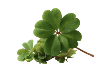 [Transparent Background PNG]Four-Leaf Clover Lucky Charm Closeup
