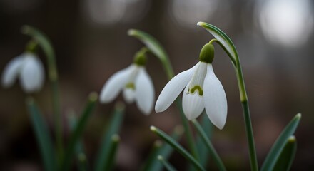 春の柔らかな光を浴びる清楚な雪割草. AI Generated