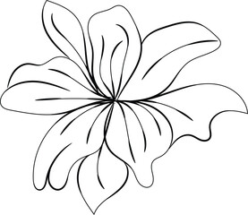 Elegant Line Art Flower Drawing Botanical Illustration
