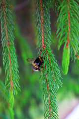 Fototapete bei efototapeten.de bestellen   