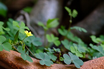 green plant in the garden