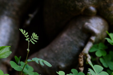 wild boar in the forest