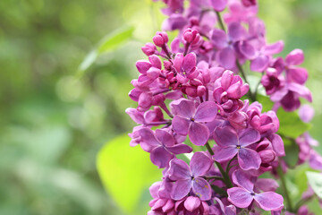 Fototapeta premium Close-up of lilac bush blossom. Beautiful varietal lilac flowers with selective focus. Floral background. Nature in spring