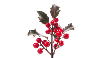 Festive holly sprig with red berries isolated on a white background