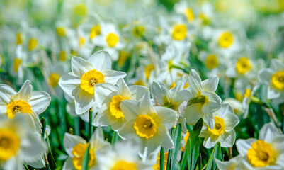 Obraz premium White daffodils on a green natural background 