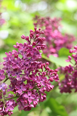 Blossoming lilac on a blurred background. Beautiful flowers close-up. Lilac with a blurred green background of a garden or park. Nature. Spring background. Lilac branches on a bush with green leaves
