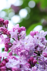 Blossoming lilac on a blurred background. Beautiful flowers close-up. Lilac with a blurred green background of a garden or park. Nature. Spring background. Lilac branches on a bush with green leaves