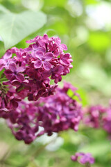 Blossoming lilac on a blurred background. Beautiful flowers close-up. Lilac with a blurred green background of a garden or park. Nature. Spring background. Lilac branches on a bush with green leaves
